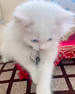 Persian Kitten | Blue eyes | tripple coated | For Sale 03167696763