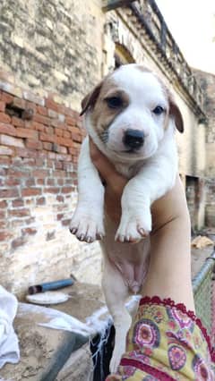 bull dog puppies