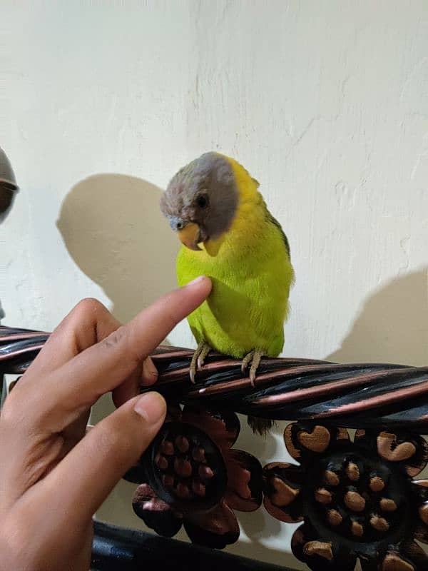 Plum Parrot Hand Tame 2