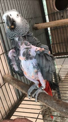 Red factor African grey