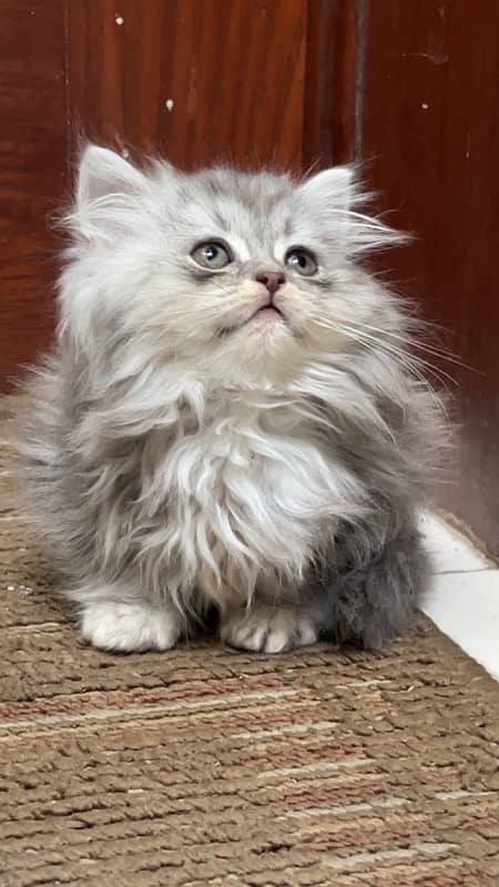 persian kitten 1