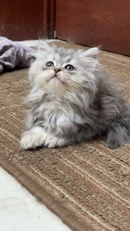 persian kitten 4