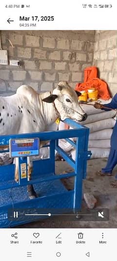 wacha animal qurbani for sale