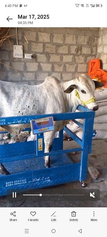 wacha animal qurbani for sale 1