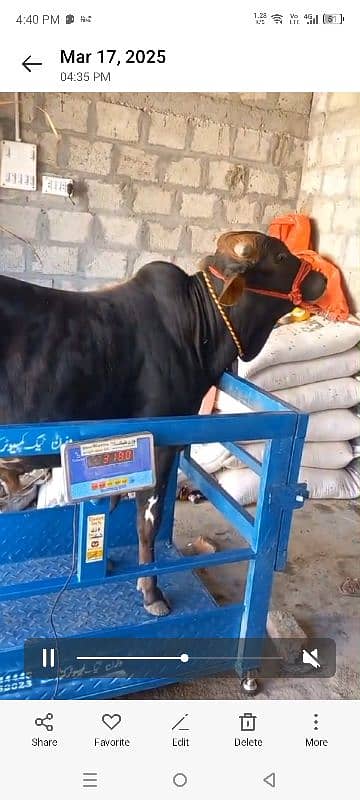 wacha animal qurbani for sale 2