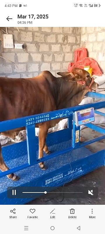 wacha animal qurbani for sale 6