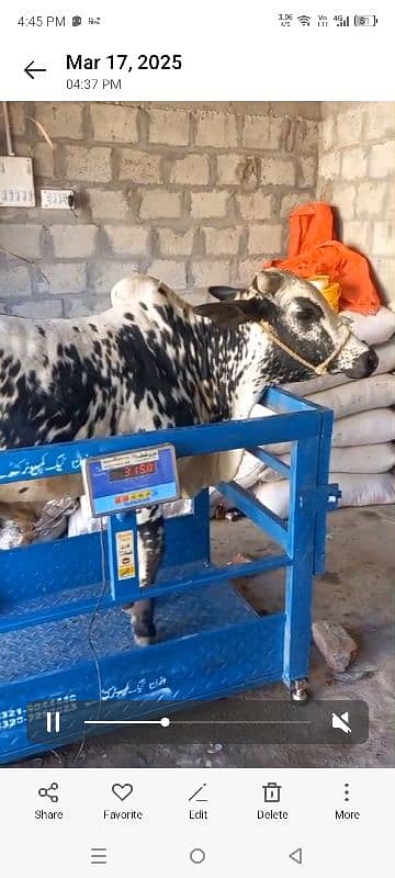 wacha animal qurbani for sale 7