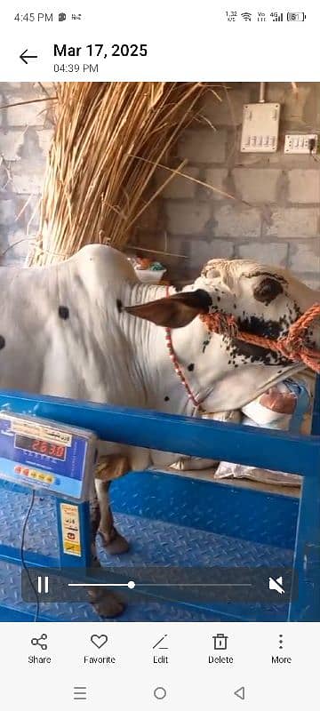 wacha animal qurbani for sale 8