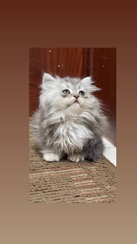 persian kitten 0