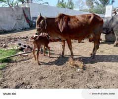 jursy/sahiwal cow