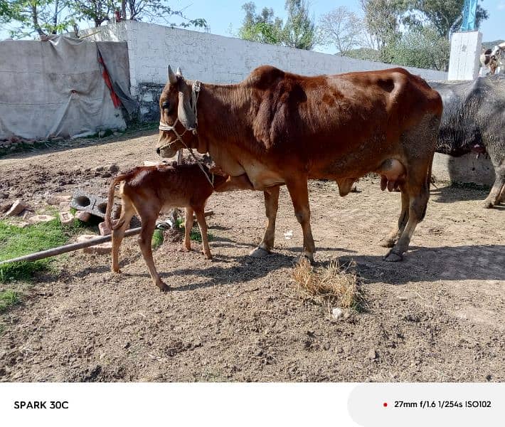 jursy/sahiwal cow 5