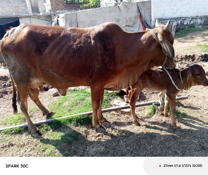 jursy/sahiwal cow 10