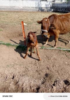 jursy/sahiwal cow