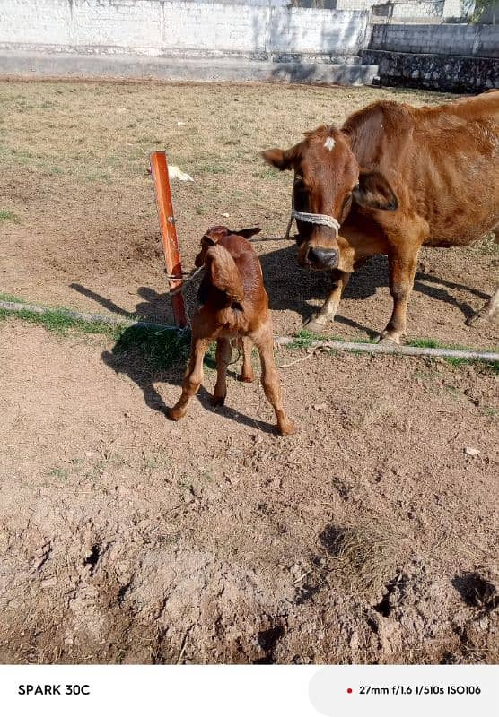 jursy/sahiwal cow 0