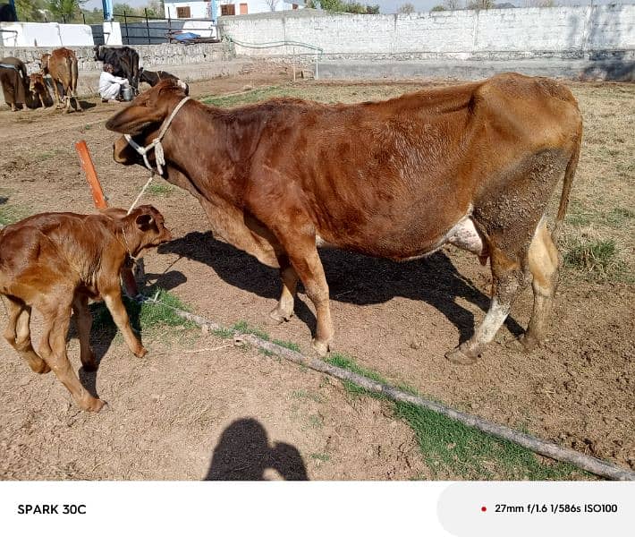 jursy/sahiwal cow 3