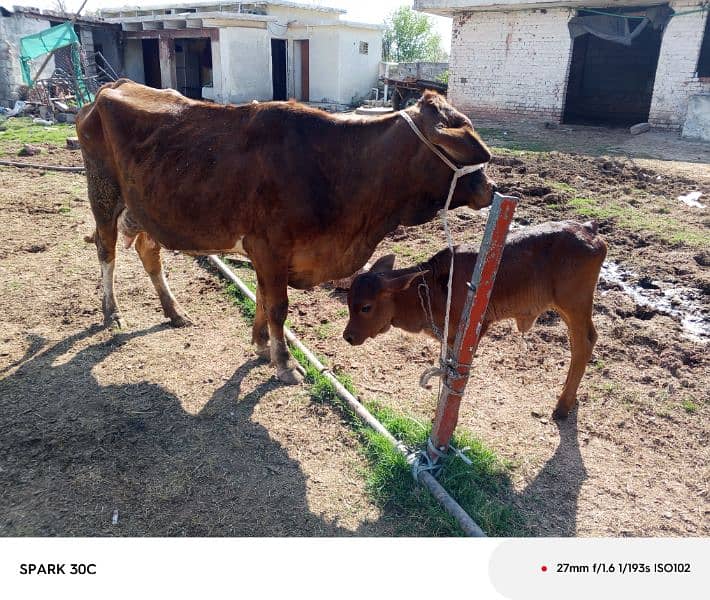 jursy/sahiwal cow 15