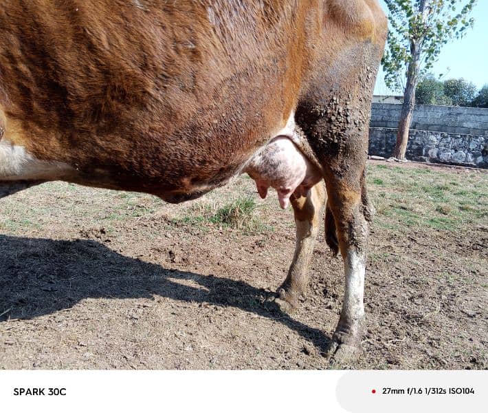 jursy/sahiwal cow 18