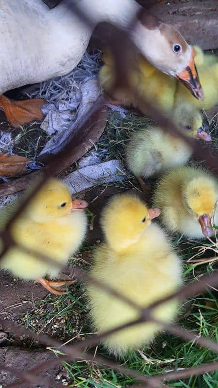 long neck duck chicks 0