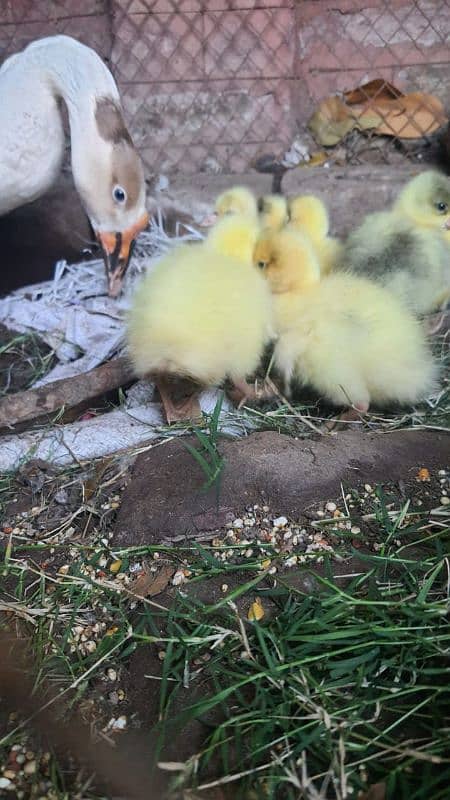 long neck duck chicks 1