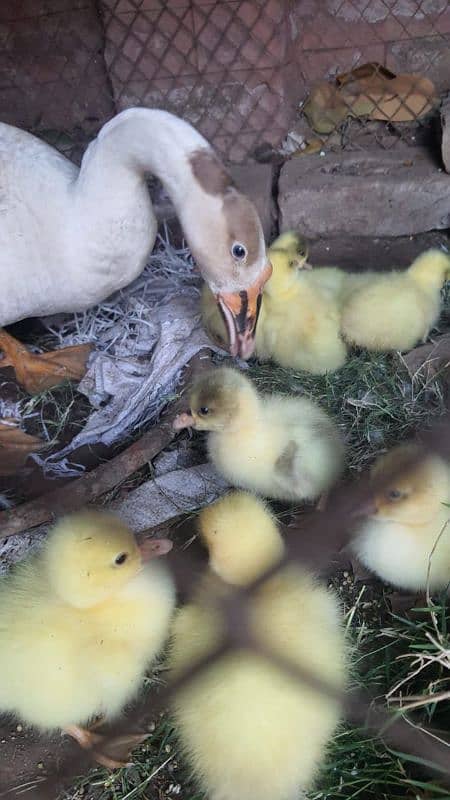 long neck duck chicks 2