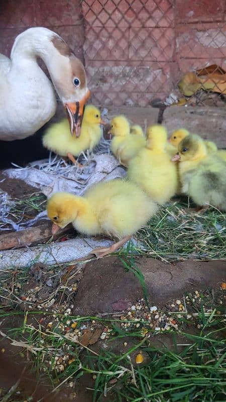 long neck duck chicks 3