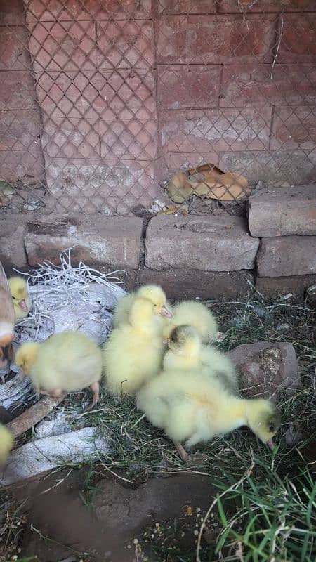 long neck duck chicks 5