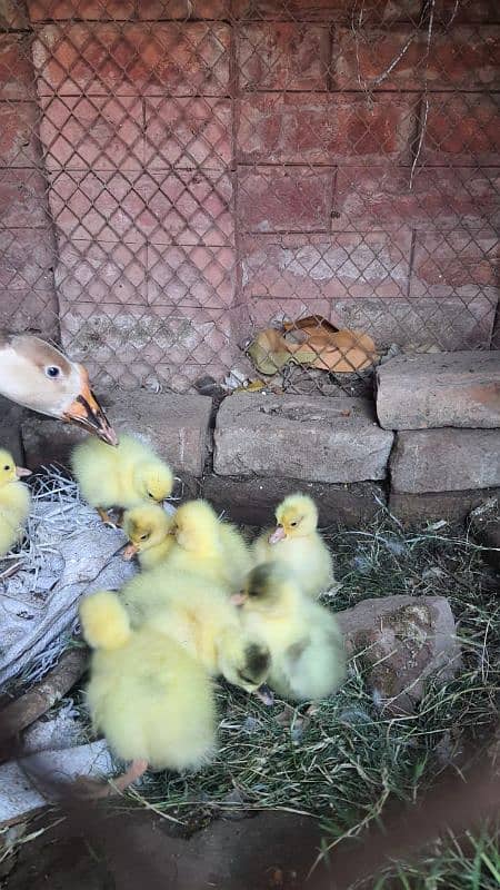 long neck duck chicks 6