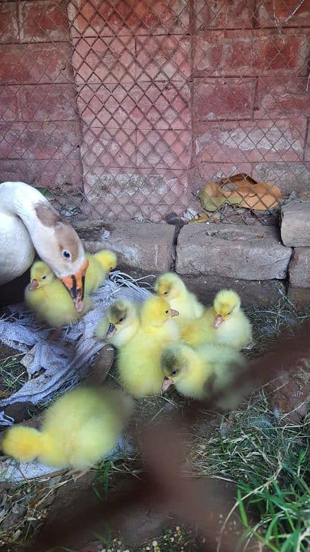 long neck duck chicks 7