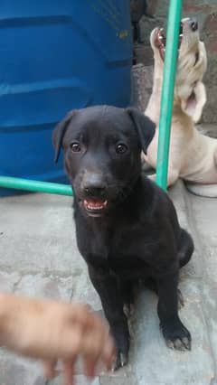 Black Beauty Male (2M) & Female (3M) Foam-Coated - For Sale!