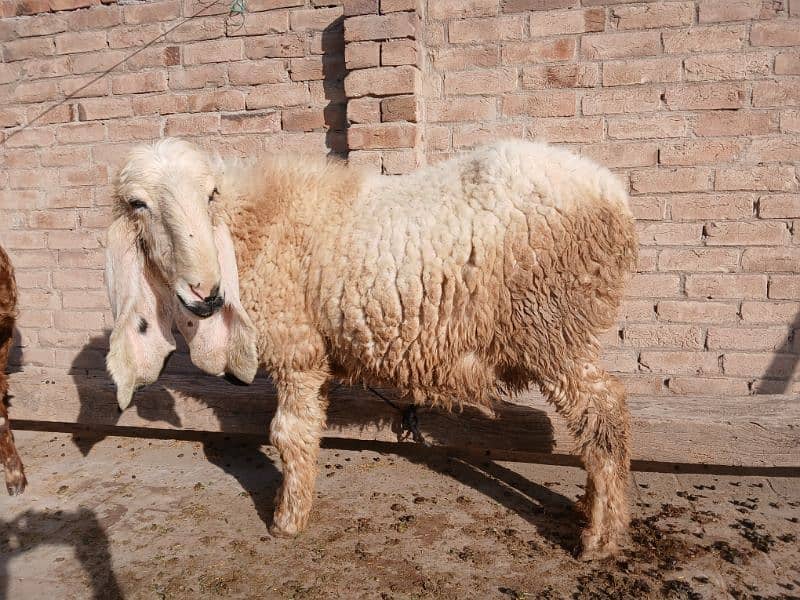 Pure  Kajli Gaban Sheep 1