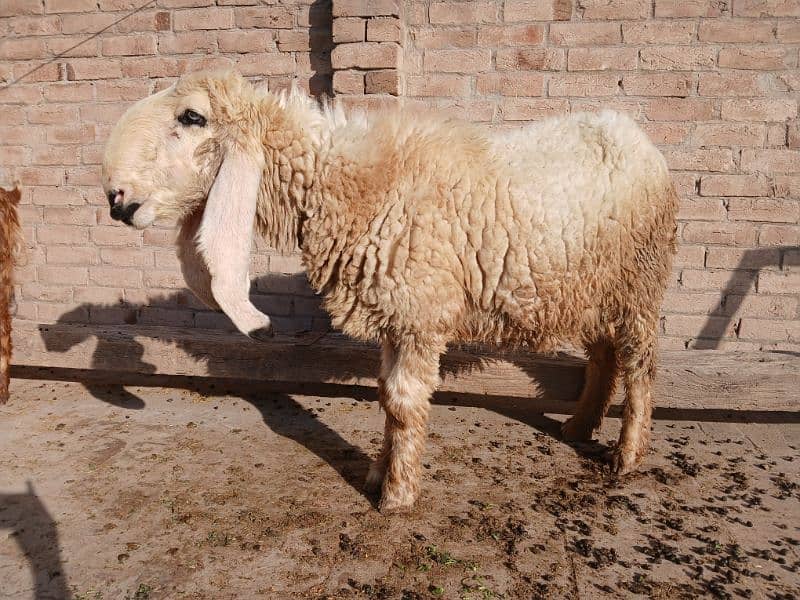 Pure  Kajli Gaban Sheep 8