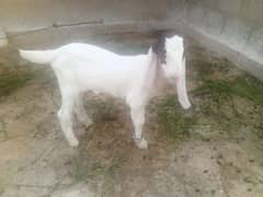 bakri k  bachy