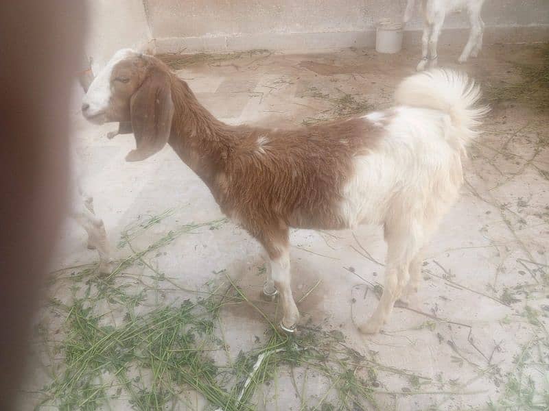 bakri k  bachy 2