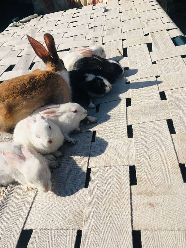 Rabbits for sale 4