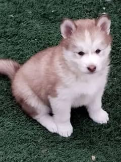 Siberianhusky puppie 03079468316