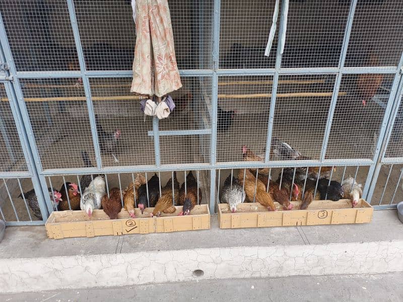 Desi chicken for Sale 3