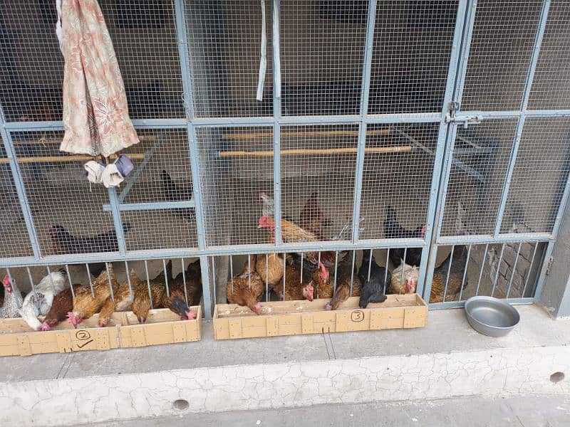 Desi chicken for Sale 4