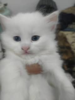 Persian cat