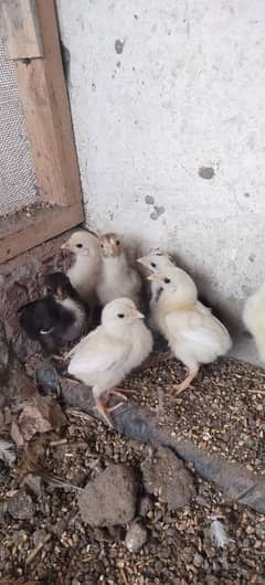 Heera Chicks For Sale