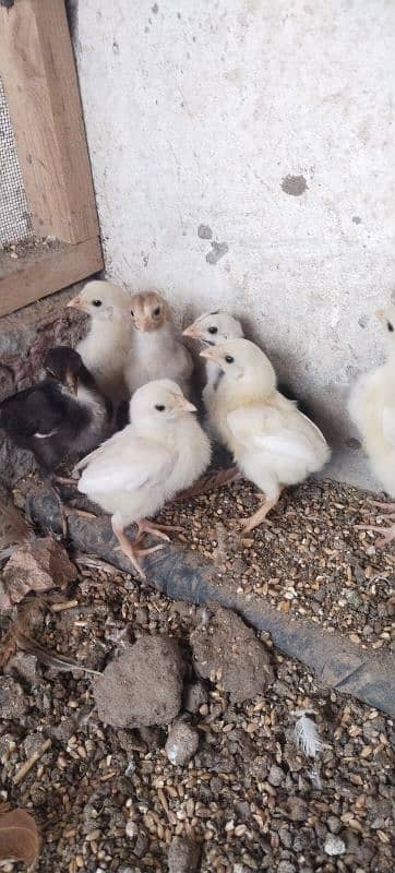 Heera Chicks For Sale 1