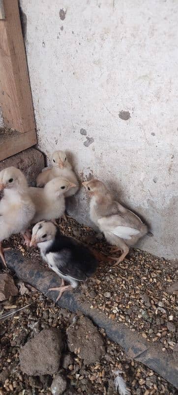 Heera Chicks For Sale 2