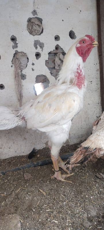 Heera Chicks For Sale 3