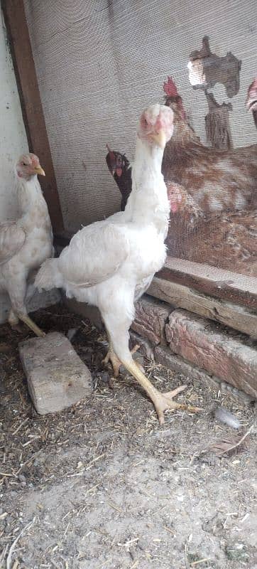 Heera Chicks For Sale 4