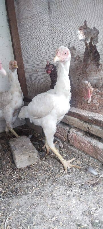 Heera Chicks For Sale 5