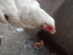 two white aseel hens breeder for sale