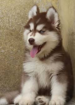 Siberianhusky puppie 03079468316