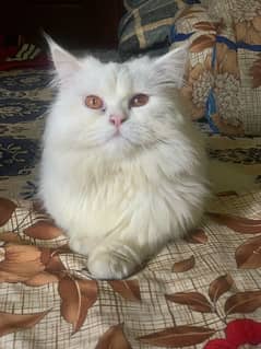 percian male cat for stud mating