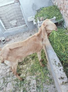 female bakri sialkoti breed