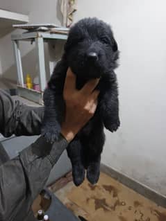 gsd long cout puppies pedigree