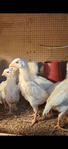 Aseel Shamo Chicks | King Shamo | Shamo chicks | Chicks For Sale